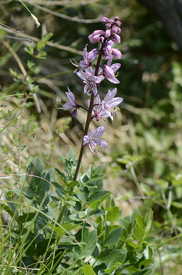 Dictamnus albus / Limonella